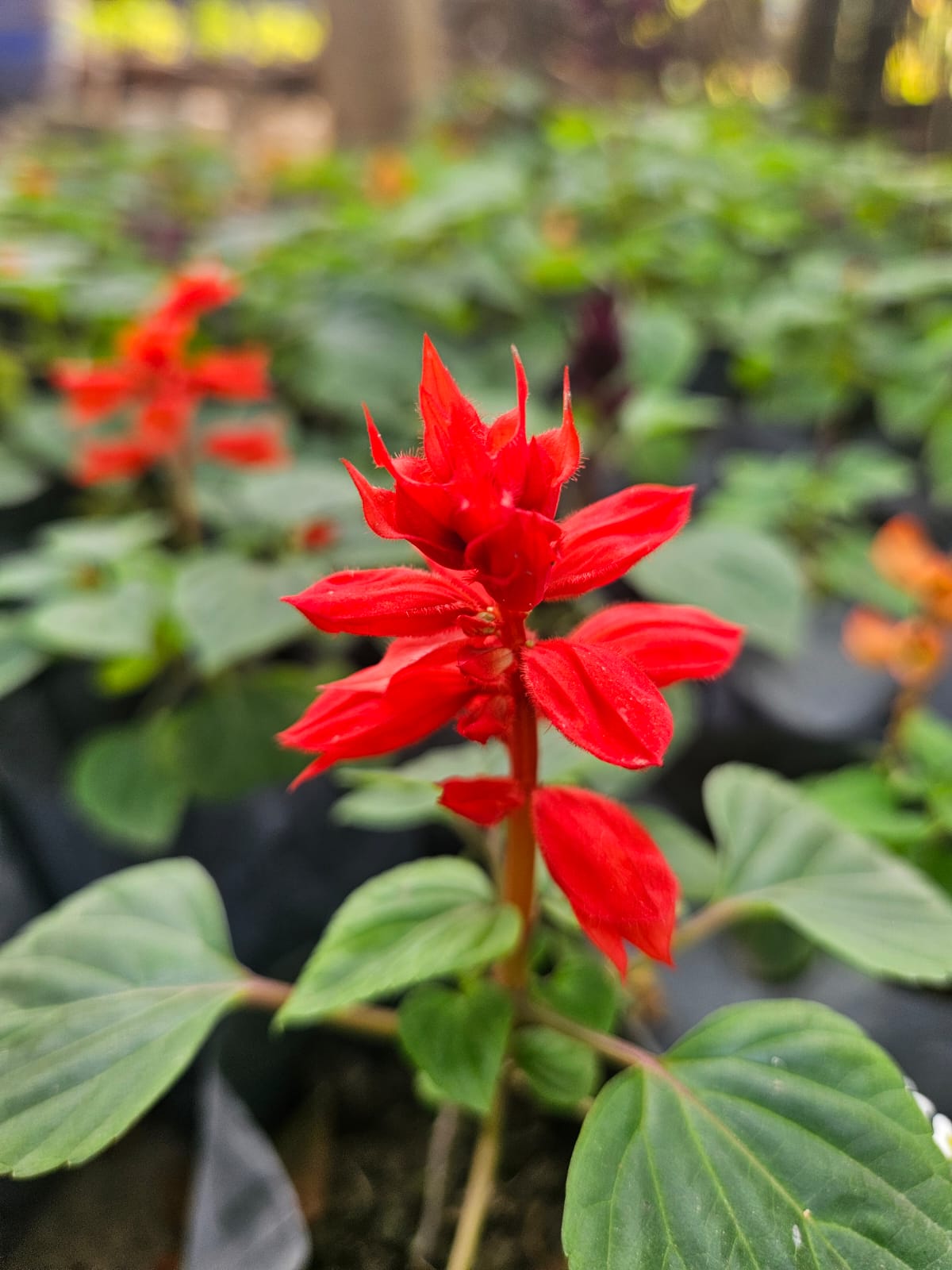 Red Salvia